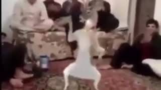 Dancing Deer Meme