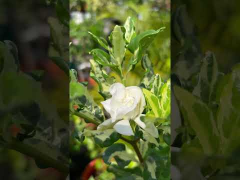 Variegated Rosal! #relaxingmusic #flowers  #scentedflowers #relaxingsmell #gardening