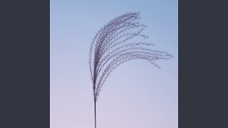 Windshift
