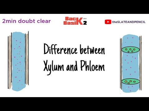 Xylem Vs Phloem | Quick 2 min comparison | Basic concept | tsplearning
