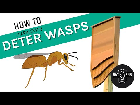 How to keep wasps out of your bat box