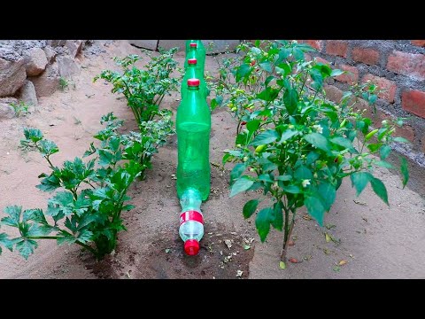 How to make DRIP IRRIGATION with a simple plastic bottle, easy, fast and cheap
