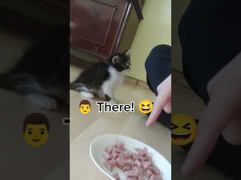 Kitten does not know food is there #funnykitten #confused #funnyanimal
