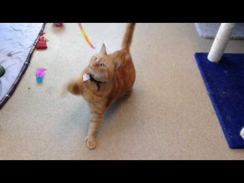 Tebow's Adoption Video