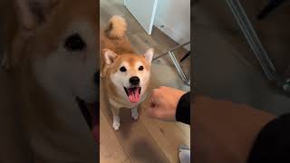 Shiba Eats Knucklesandwiches for 3 Years