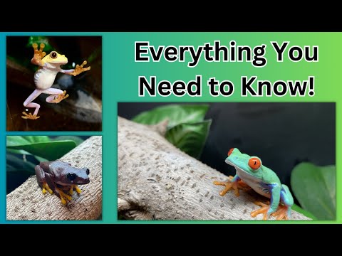 Red-Eyed Tree Frog Care Guide!