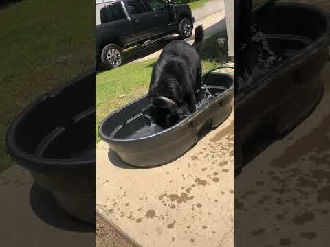 German Shepherds Love's Bath Time!