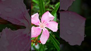 baarish ##Baarish #RainyMood#RainyVibes #BaarishKeDin #MonsoonMagic#RainyWeather #RainVibesOnly