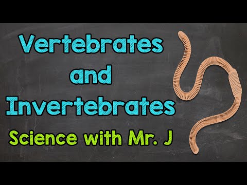 Vertebrates & Invertebrates | What are Invertebrates? | What are Vertebrates?
