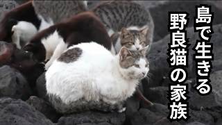 [Documentary] A family of stray cats living on an island