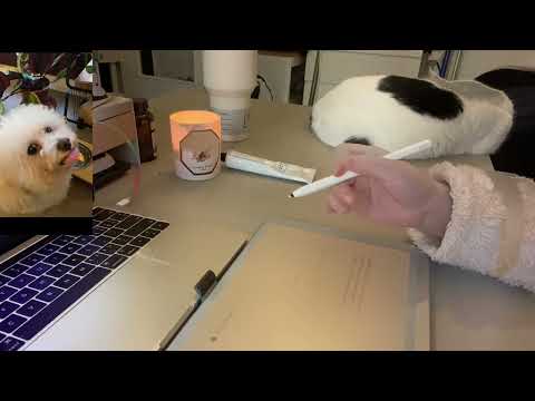 ONE HOUR STUDY WITH ME (Real Time, at home with cat)