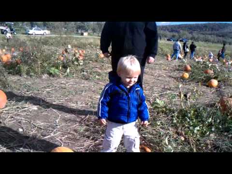 Nick goes pumpkin picking