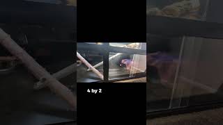 Meet Scorch, the Reticulated Python! #animalcommunity #reptilelovers