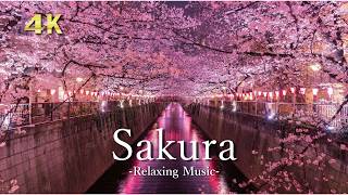 4K 桜の絶景【リラックス音楽】春の日本を感じる癒しの風景｜Sakura Relaxing Scenery