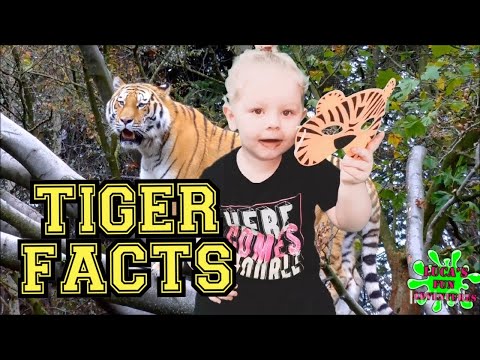 LUCA LEARNS ABOUT TIGERS FOR KIDS - TIGER FACTS SONG FOR KIDS - learn animals