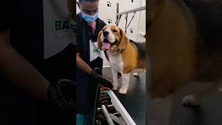 happiness 💖🐕 #artist #dog_features