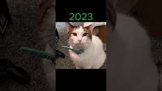Meme Legends Then and Now #memes #meme #legend #legends #cheems #cats #popcat #nostalgia