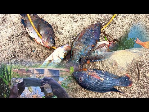 Slingshot fish for tilapia and snook and this happen