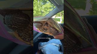 Saving A Lost Turtle