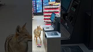 Coyote Tries Self-Checkout & Fails Miserably 🐺💀 #SecurityCam #TechFail #Viral