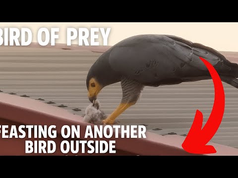 Shocking Bird Predation Filmed from My Window | What Bird Is This?