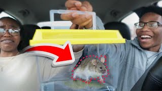 LIVE MOUSE PRANK ON MY WIFE! She WENT CRAZY! 😂🐭