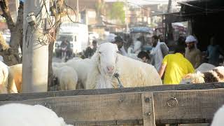 Copyright Free - Stock Footage : Goat Market Pakistan EId ul Adha