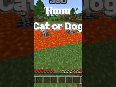 Cat or Dog