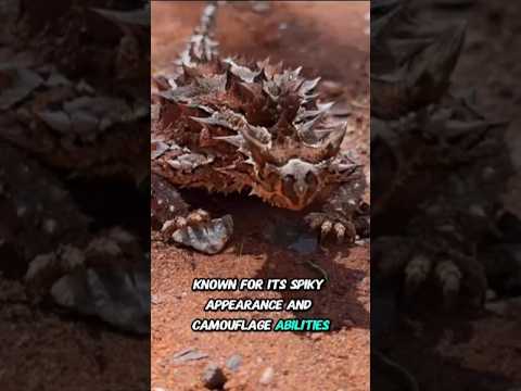 Monster Thorny Devil Spits Blood – You won't believe what's inside! #animals #mantisshrimp #wildlife
