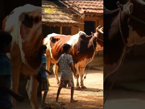 #CowStory 🐄#VillageLife#IndianVillage#GaayKiKahani#DesiCow#RuralStory#MotivationalStory#Emotional