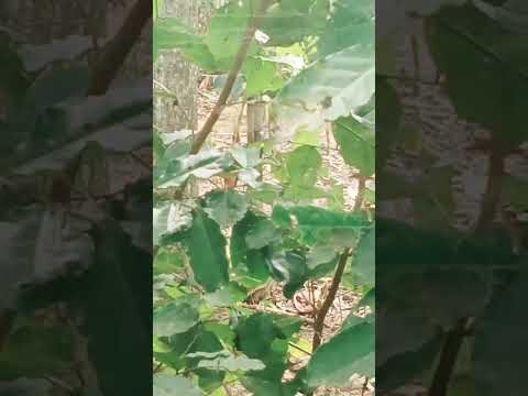 tengah hutan 5 #cover #laguqoutes #automobile #travel #remix #lirick #music
