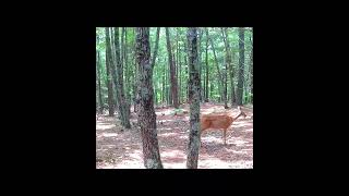 Deer Zoomies... with a little bleat to momma at the end... #wildlife #zoomies  #whitetail