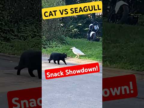Cat vs Seagull: Who Wins Lunch? 😼🐦😂 #catshorts
