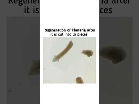 Regeneration of planaria #science #factshorts