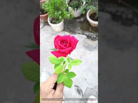 Roses: Inspiration, Spirituality, and Poetry
