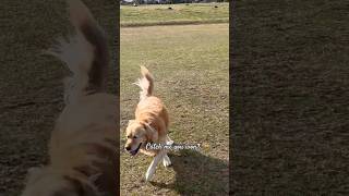 Dog thrilled Spring is here 🤭🐕🐾 #goldenretreivers #springvibes #doglife #dogrunning