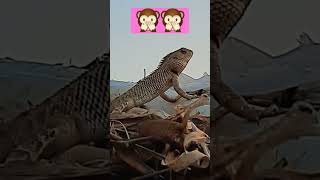 girgit #animals #girgit
