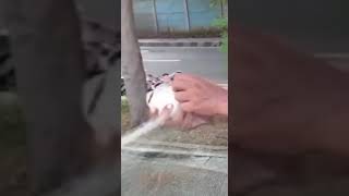 MANCING JARING STRIKE TAWES BABON CISADANE SERPONG