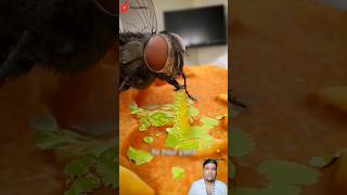 मक्खियाँ खाने पर उल्टी करती हैं 🤮 #3danimation #blender3d #3dart #facts #cgi #3dmodeling #shorts.