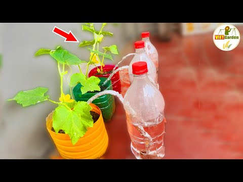 Don't Throw Away Coke Bottles, 30 Days No Watering Plants With This Simple Drip Irrigation System