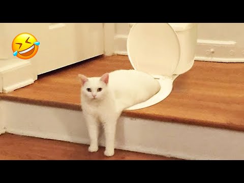 These funny animals will have you laughing nonstop! 😅