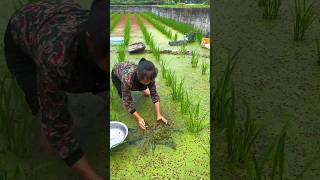 Rural farmer discovers an extraordinary way to catch fish | Satisfying fishing technique #shorts