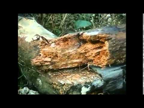 Zerkalo sings Eluvium - Everything to Come