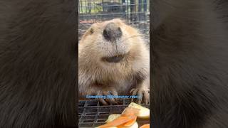 Sweet Tulip #beaver #cuteanimals help us help #beavers Link in bio #wildliferescue