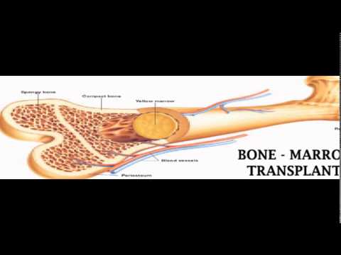 Bone Marrow Transplant Coordinator