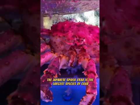 Meet the Giant: The Japanese Spider Crab with 12-Foot Legs!