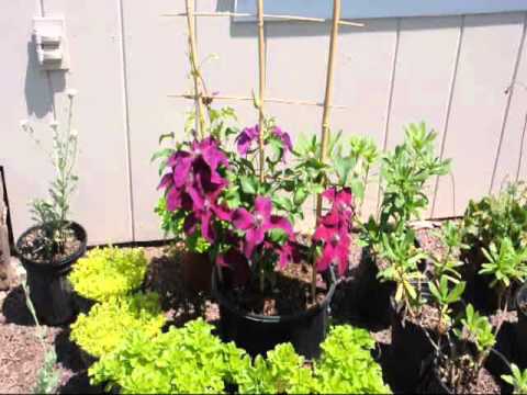 Deep Red Climbing Vine ....Clematis