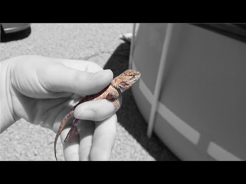 catching a collared lizard