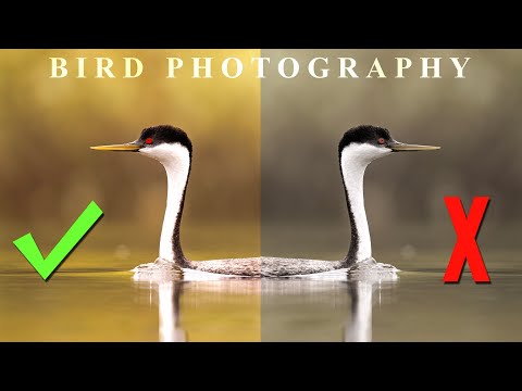 Bird Photography photo editing Create stunning bird photos