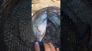 Mancing Spot Ciberang, Poin 3 Ekor #mancing #mancingjaring